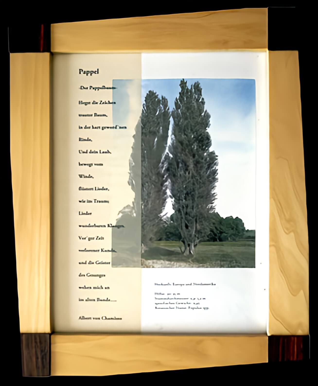 Bilderrahmen-Pappel_Image Upscaler